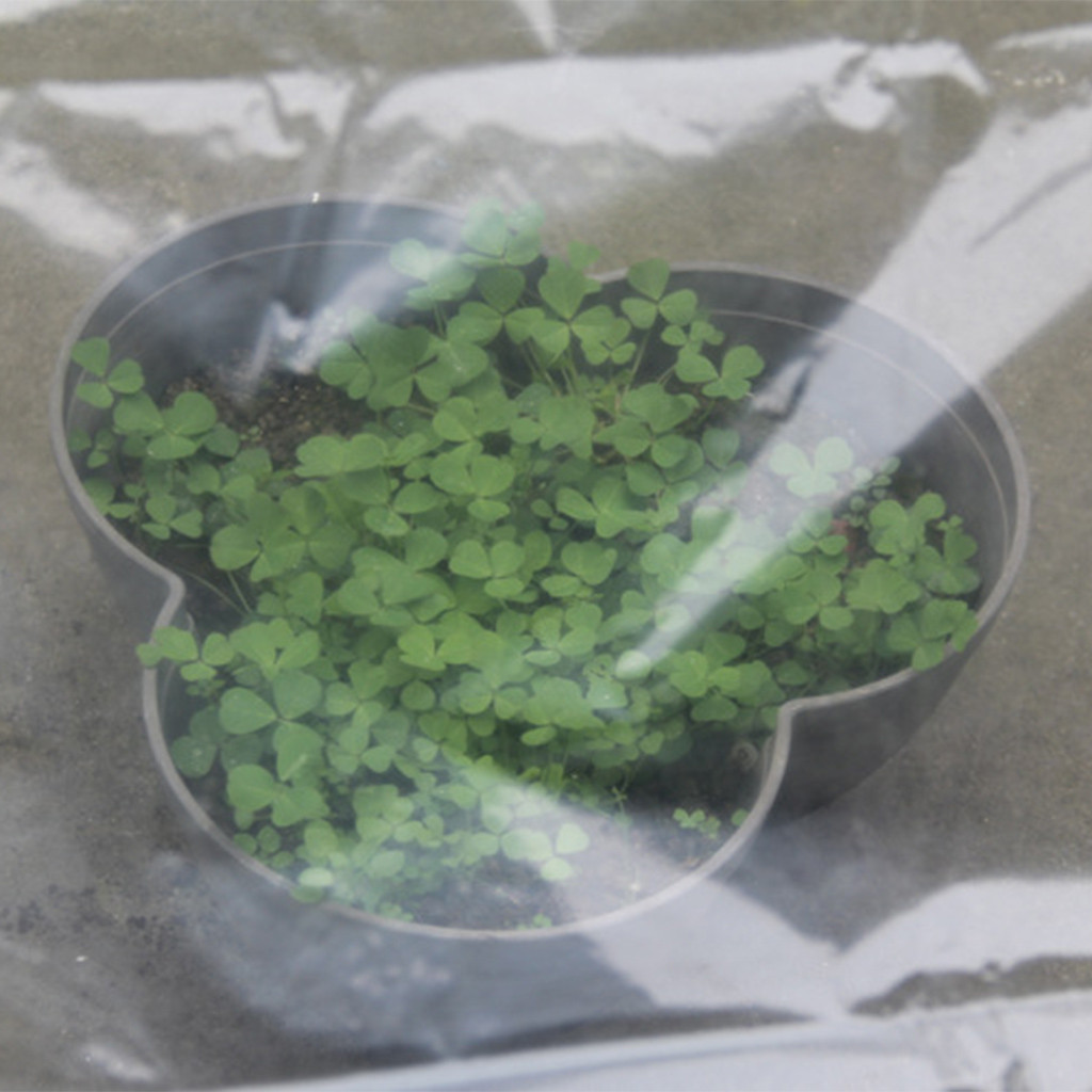 Transparent Hot House Vegetabl - Greenhouse Plastic Film ulasan dan harga