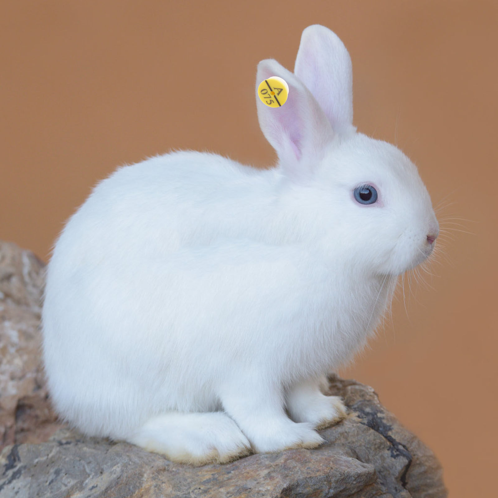 50Pcs Rabbit Ear Tags Reliable - Livestock Ear Tag ulasan dan harga