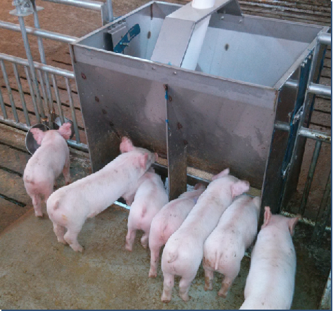 Stainless Steel Double Side Fe - Agriculture Farming And Livestock ulasan dan harga
